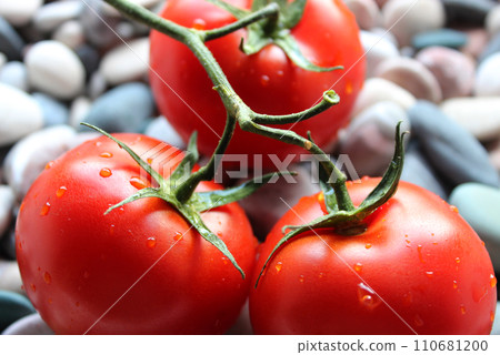 Water Drops On A Ripe Tomatoes In A Branch Lying On A Sea Stones Closeup Stock Photo 110681200