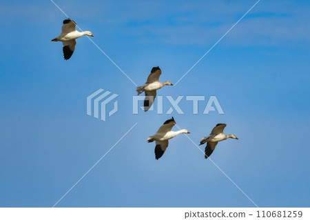 雪雁是美麗的雪白水鳥,冬季來到日本北部。 雪雁是美麗的雪白水鳥,冬季來到日本北部。 110681259