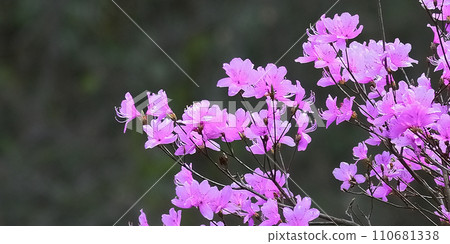 Mountain Azalea Mountain Azalea 110681338
