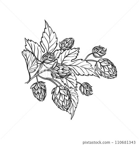 Hand drawn vector sketch of hop plant with leaves and buds, craft beer ingredients, black and white illustration of branch humulus lupulus, inked illustration isolated on white background 110681343