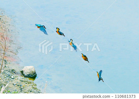 Continuous shooting of a kingfisher in flight 110681373