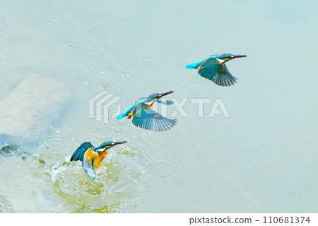 Continuous shooting of a kingfisher in flight 110681374