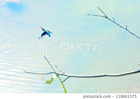 Beautiful blue color of flying kingfisher Beautiful blue color of flying kingfisher 110681375