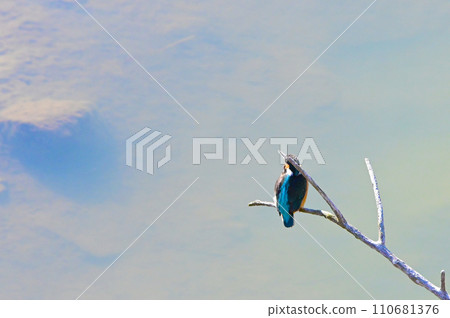 Beautiful blue waterside fairy kingfisher 110681376