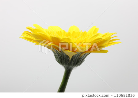 白色背景上的黃色非洲菊花 110681836