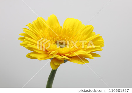 白色背景上的黃色非洲菊花 110681837