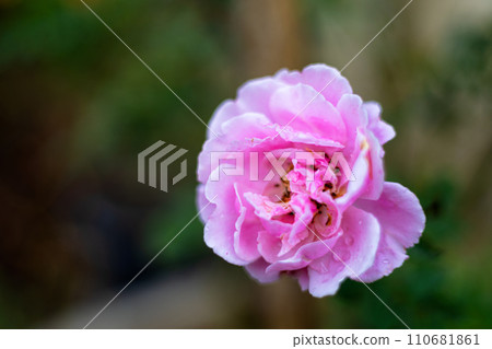 The rose blooms in the morning sun in the beautiful garden. Beautiful roses shimmering in the morning sun. 110681861