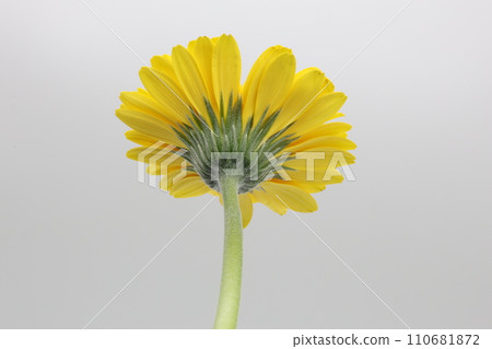 白色背景中從後面看到的黃色非洲菊花 110681872