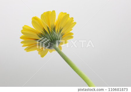 白色背景中從後面看到的黃色非洲菊花 110681873