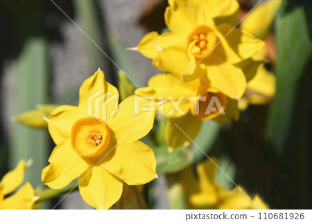 Kizuysen（黃水仙） 110681926