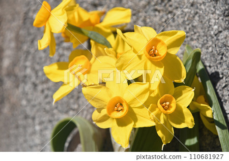 Kizuysen (Yellow Daffodils) 110681927