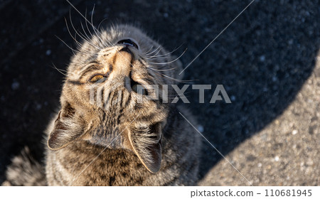 A cat looking up while meowing, a yellow tabby cat A cat looking up while meowing, a yellow tabby cat 110681945