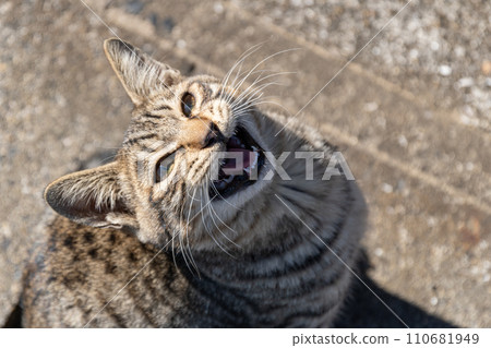 A cat looking up while meowing, a yellow tabby cat A cat looking up while meowing, a yellow tabby cat 110681949