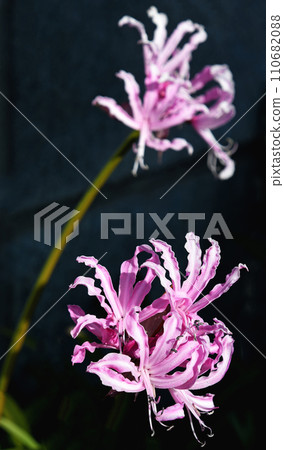 Nerine（鑽石百合） 110682088