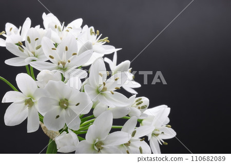 黑色背景上的蔥屬 coignee 花 110682089