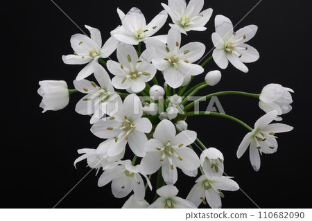 Allium coignee flower on black background Allium coignee flower on black background 110682090