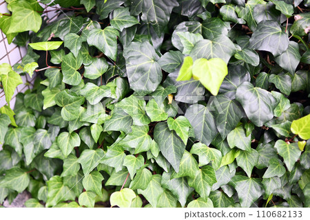 hedera canariensis hedera canariensis 110682133