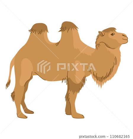 Mongolian camel - Bactrian. A pet common in Asia. Two-humped camel. Vector illustration. The mammal is used for travel, transport and tourism. Mongolian camel - Bactrian. A pet common in Asia. Two-humped camel. Vector illustration. The mammal is used for travel, transport and tourism. 110682165