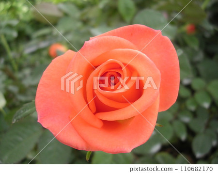 Salmon pink roses in Kanoya City, Kagoshima Prefecture Salmon pink roses in Kanoya City, Kagoshima Prefecture 110682170