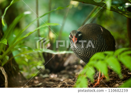 山原鐵路是一種只生活在沖繩本島北部山原地區森林的鳥類。 110682239
