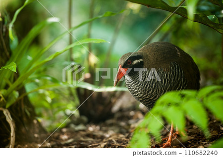 The Yanbaru rail, a bird that only lives in the forests of the Yamabara area in the northern part of the main island of Okinawa. The Yanbaru rail, a bird that only lives in the forests of the Yamabara area in the northern part of the main island of Okinawa. 110682240