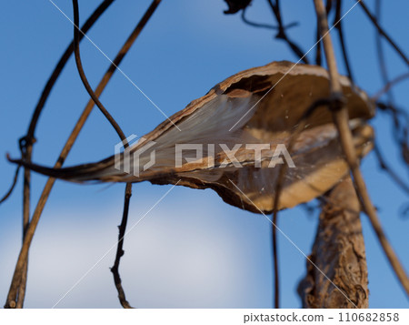 Seed dispersal of Apocynaceae Asclepiad Seed dispersal of Apocynaceae Asclepiad 110682858