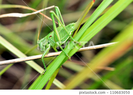 Green Grasshopper macro, maximum depth of field Green Grasshopper macro, maximum depth of field 110683050
