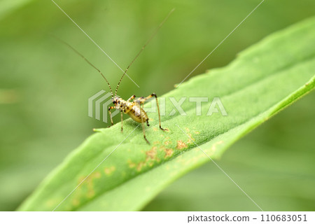 Closeup on a mediterranean Lily Bush-cricket, Tylopsis lilifolia sitting on a stone 110683051