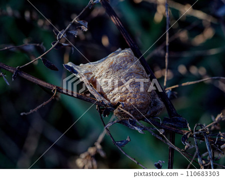 The egg sac of the Wolframaki The egg sac of the Wolframaki 110683303