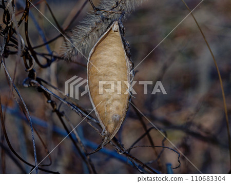 Seed dispersal of Apocynaceae Asclepiad 110683304