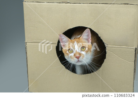 The cat was wondering what was on the side. The cat was wondering what was on the side. 110683324