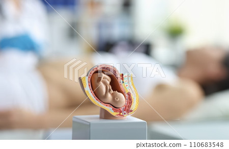 Embryo model, womans reproductive system, baby in belly, educational miniature Embryo model, womans reproductive system, baby in belly, educational miniature 110683548