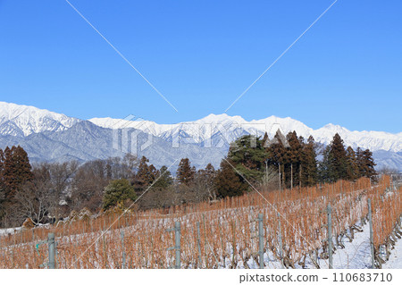 安曇野在冬天的葡萄酒和北阿爾卑斯山的雪葡萄園 110683710