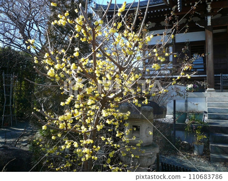 Tennenji Temple (Kawagoe City, Saitama Prefecture) 110683786