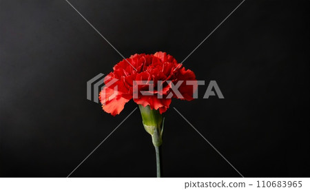 Red carnation background AI generated image 110683965