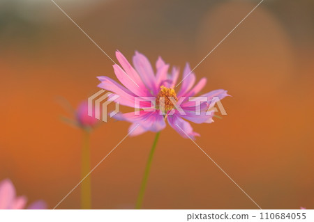 沐浴在秋日陽光下的波斯菊 110684055