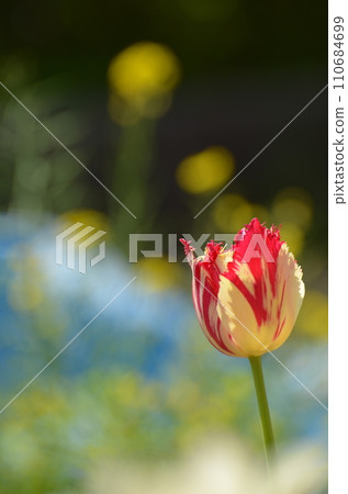 Spring image: pretty tulip flowers 110684699