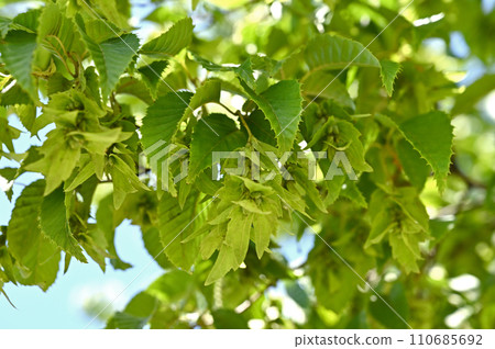 Tree · Inukishi birchaceae 110685692