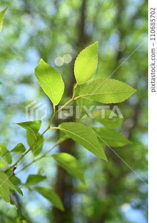 Tree · Akinirireidae 110685702