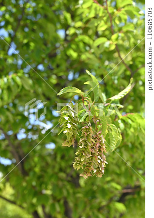 Tree · Acaridae birchaceae 110685703