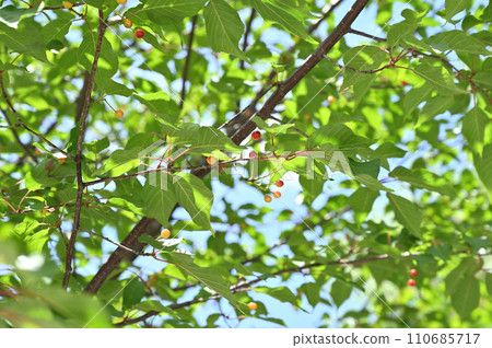 Tree/Yamazakura Rosaceae Tree/Yamazakura Rosaceae 110685717