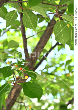 Tree/Yamazakura Rosaceae 110685718