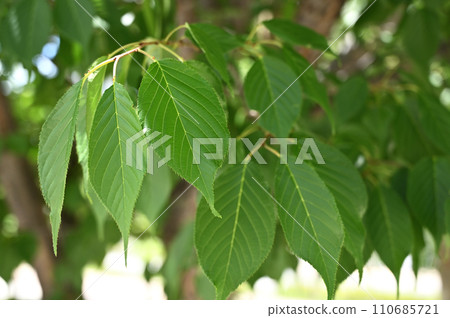 Tree/Yamazakura Rosaceae 110685721