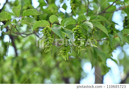 Tree · Acaridae birchaceae 110685723