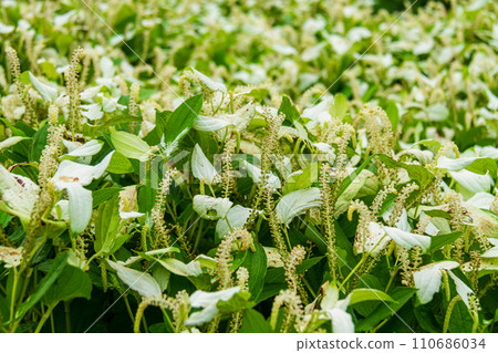 Ichinomiya, Mori-machi, Shuchi-gun, Shizuoka Prefecture Tenryu Hamanako Railway and scenery along the line 110686034