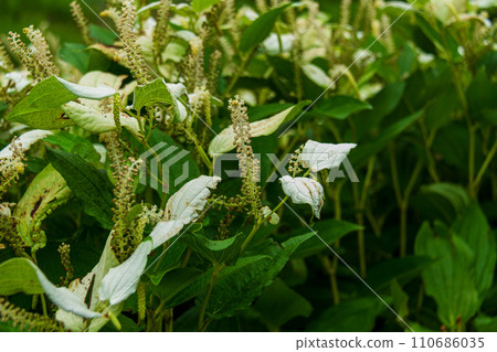 Ichinomiya, Mori-machi, Shuchi-gun, Shizuoka Prefecture Tenryu Hamanako Railway and scenery along the line Ichinomiya, Mori-machi, Shuchi-gun, Shizuoka Prefecture Tenryu Hamanako Railway and scenery along the line 110686035