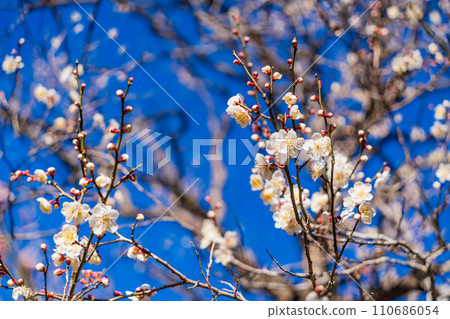 (Shizuoka Prefecture) Atami plum garden, white plum blossoms at their best 110686054