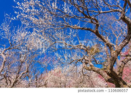 (Shizuoka Prefecture) Atami plum garden, white plum blossoms at their best 110686057