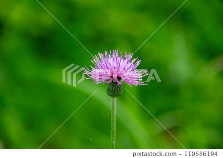 Hatakama, Kakegawa City, Shizuoka Prefecture Tenryu Hamanako Railway and scenery along the line 110686194