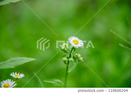 靜岡縣掛川市畑多摩天龍濱名湖鐵道及沿線風景 靜岡縣掛川市畑多摩天龍濱名湖鐵道及沿線風景 110686204